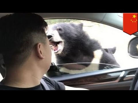 車の窓開けて、クマに噛まれる　width=190