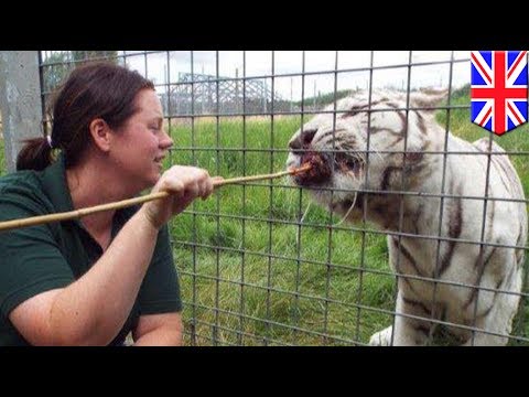 動物園の飼育員がトラに襲われるwidth=190