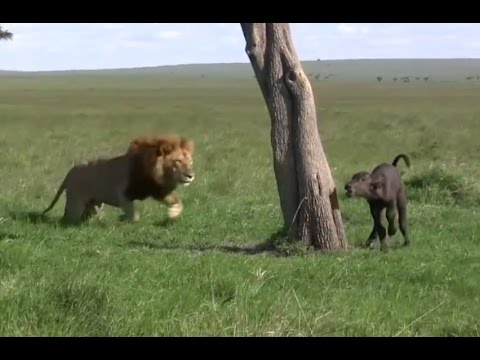 ライオンがバッファローの子を襲うwidth=190