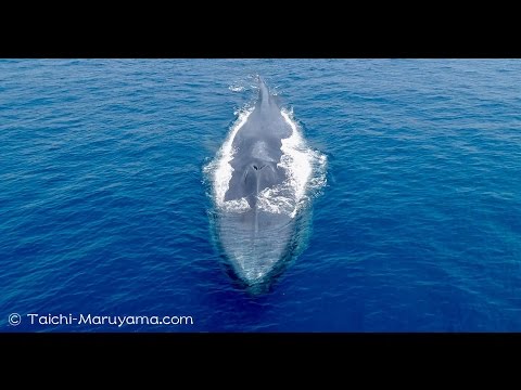 シロナガスクジラの雄姿width=190