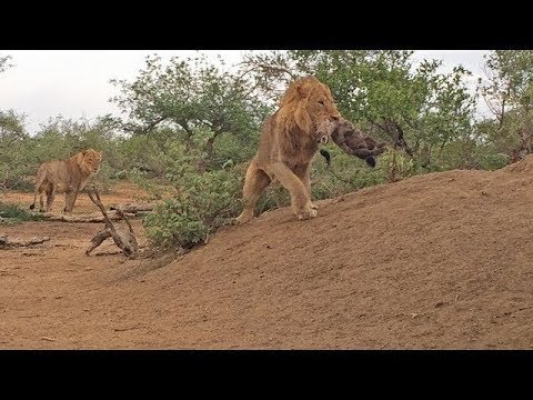 ライオンがハイナの子供を殺すwidth=190