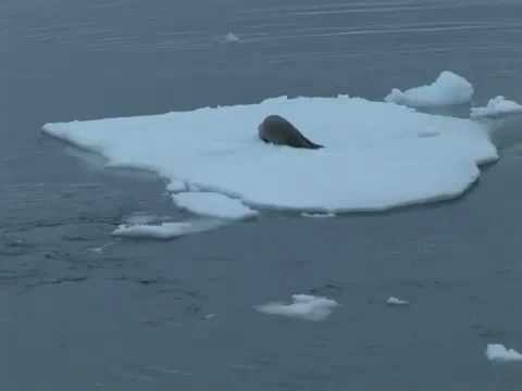 シャチが氷の上のアザラシを襲うwidth=190
