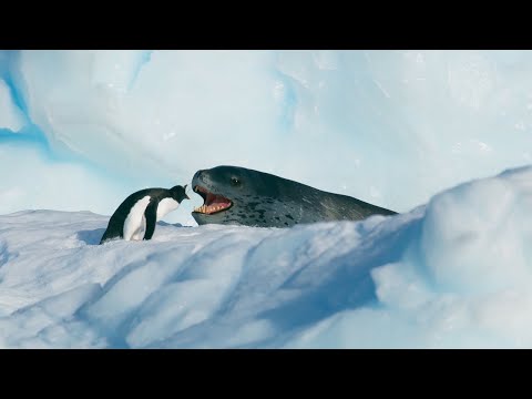 ペンギンがヒョウアザラシに襲われるwidth=190