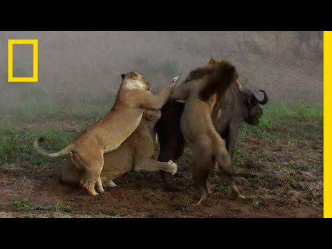 ライオンが１頭の水牛を襲うがwidth=190