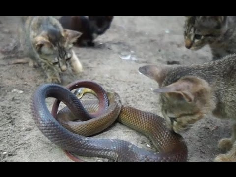 ネコがヘビを食べるwidth=190