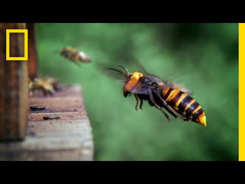 ミツバチがスズメバチを撃退width=190