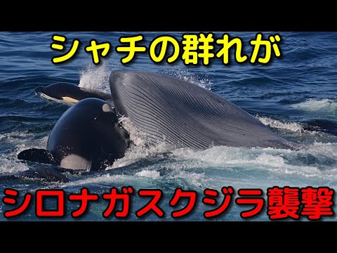 シャチがシロナガスクジラを襲うwidth=190