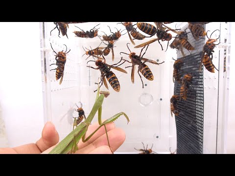 スズメバチとカマキリwidth=190