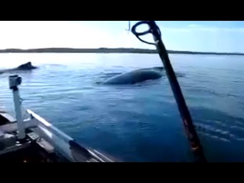 巨大なクジラに遭遇width=190