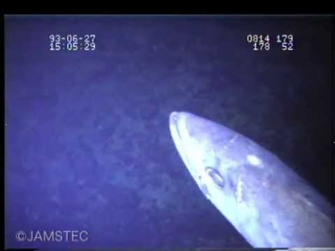 深海の巨大魚width=190